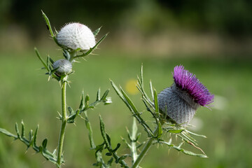 Prickly thistle in bloom in the meadow