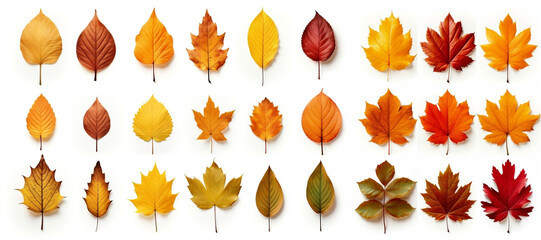 Obraz premium Autumn Leaves, A Colorful Collection Isolated on White Background