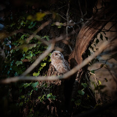 young owl emerging from nest