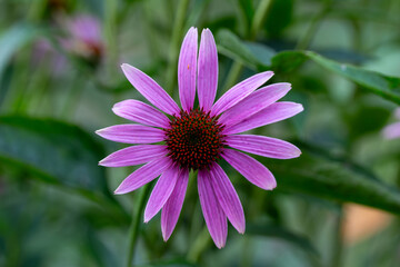 Close up view of a solitary pink color purple coneflower (echinacea purpurea) in a sunny yard with defocused background