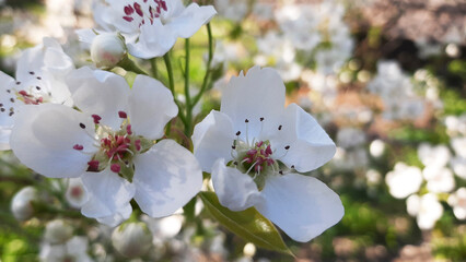 tree blossom