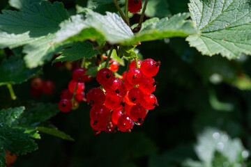 a branch of red, ripe currant hanging from a bush on a dark green background of blurry leaves.in drops after the rain.close-up