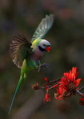Red breasted parakeet flying near a flower