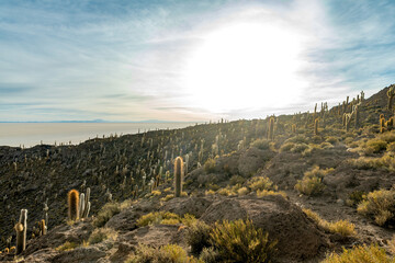 Cactus island in the salar de uyuni in the bolivian altiplano