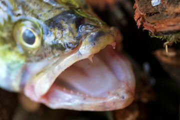 Zander and his Teeth in detail, the Fish from freshwater Deep, Sander lucioperca