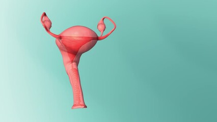 Ovaries in the female reproductive system