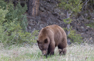 Obraz na płótnie Canvas Black Bear in Yellowstone in Springtime