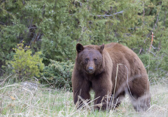Obraz na płótnie Canvas Black Bear in Yellowstone in Springtime
