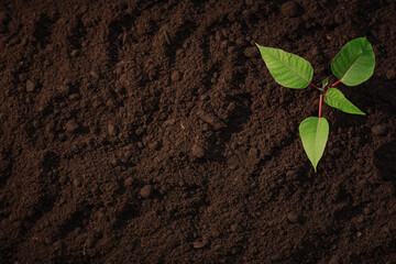 young seedling grows in fertile soil, green shoot on fertilized land, farming and gardening, free space for text