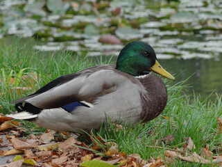 duck on a pond