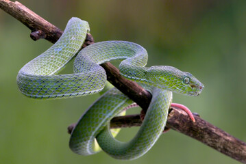Lesser Sunda pit viper (Trimeresurus insularis)coiled on a tree branch