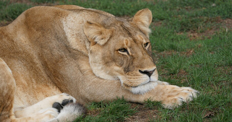 African Lion, panthera leo, Female, Masai Mara Park in Kenya