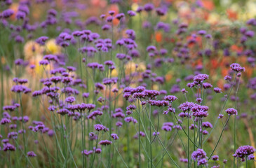 Layers of colour: stunning flowers at Celebration Garden, Aylett Nurseries, near St Albans, Hertfordshire UK. 