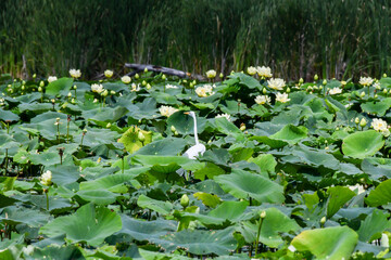 White Egret fishing among the lily pads in the river