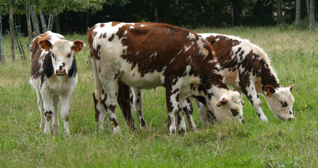 Normandy Cattle, Cows in Meadow, Normandy