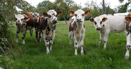 Normandy Cattle, Cows in Meadow, Normandy