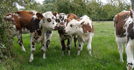 Fototapeta na wymiar Normandy Cattle, Cows in Meadow, Normandy