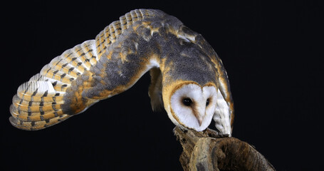 Barn Owl, tyto alba, Adult against Black Background, Normandy in France