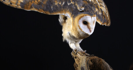 Barn Owl, tyto alba, Adult against Black Background, Normandy in France