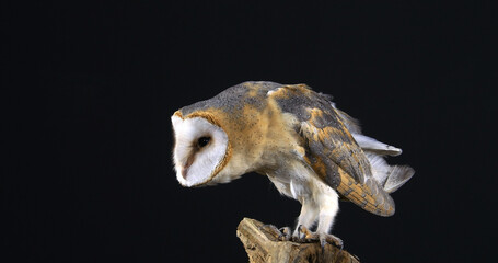 Obraz premium Barn Owl, tyto alba, Adult against Black Background, Normandy in France