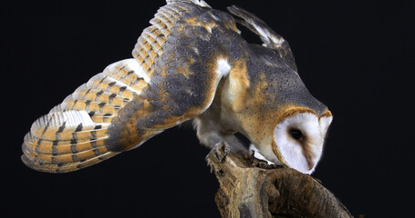 Barn Owl, tyto alba, Adult against Black Background, Normandy in France