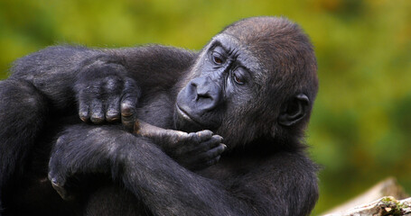 Eastern Lowland Gorilla, gorilla gorilla graueri, Female resting