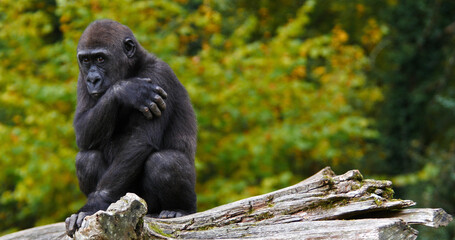 Eastern Lowland Gorilla, gorilla gorilla graueri, Young