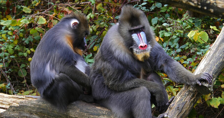 Mandrill, mandrillus sphinx, Pair Grooming