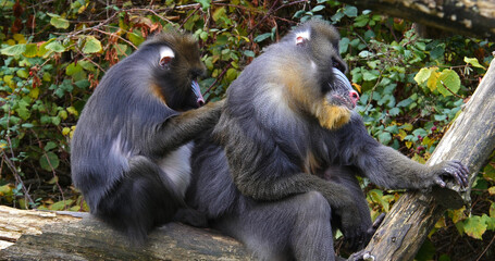 Mandrill, mandrillus sphinx, Pair Grooming