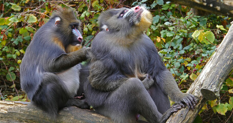 Mandrill, mandrillus sphinx, Pair Grooming