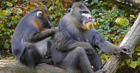 Mandrill, mandrillus sphinx, Pair Grooming