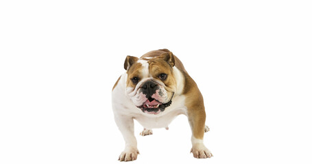 English Bulldog, Female against White Background