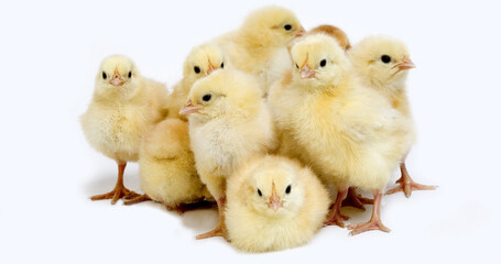 Chicks against White Background