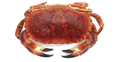 Edible Crab, cancer pagurus against White Background