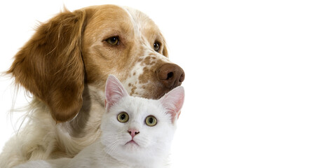 French Spaniel Dog (Cinnamon Color) with White Domestic Cat against White Background
