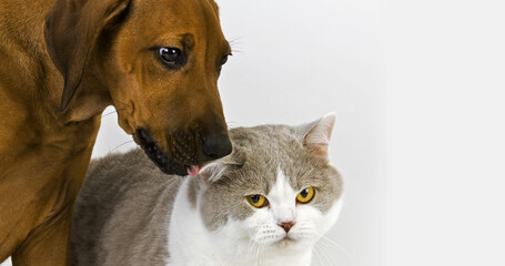 Male British Shorthair Lilac and White with a Rhodesian Ridgeback 3 monts old Pup