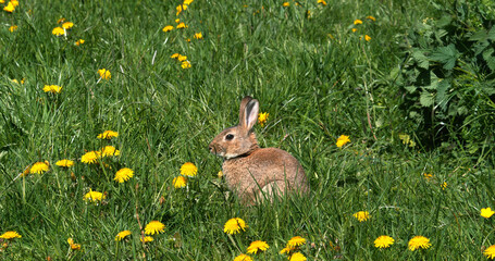 European Rabbit or Wild Rabbit, oryctolagus cuniculus, Adult Grooming among Flowers, Normandy
