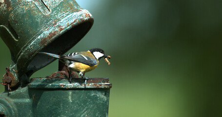 Great Tit, parus major, Adult in Flight, Feeding Chicks at Nest (standing in old Pump), Normandy