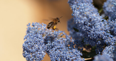 Fototapeta premium Honey Bee, apis mellifera, Adult in Flight, Flying to Flower with Pollen Baskets, Normandy