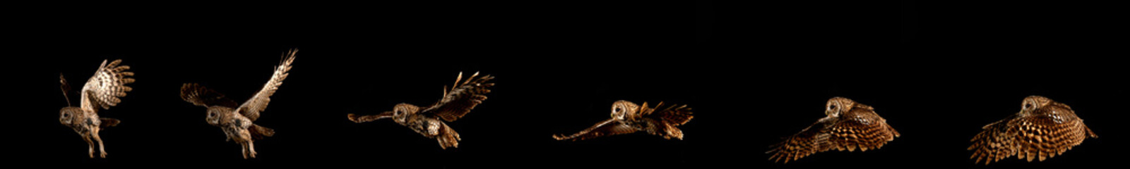 Eurasian Tawny Owl, strix aluco, Adult in Flight, Normandy