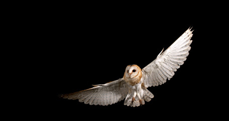 Barn Owl, tyto alba, Adult in flight, Normandy