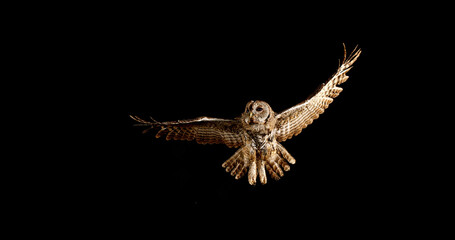 Eurasian Tawny Owl, strix aluco, Adult in Flight, Normandy