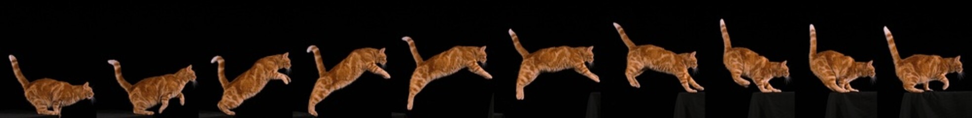 Red Tabby Domestic Cat, Adult Leaping against Black Background