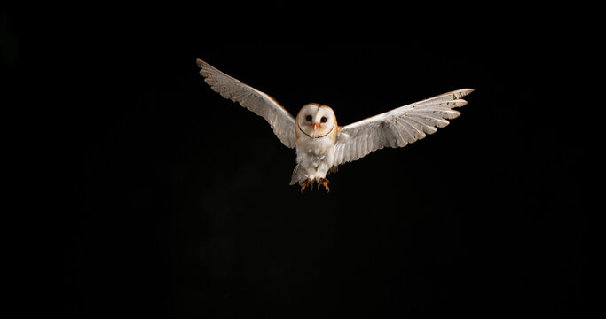 Barn Owl, tyto alba, Adult in flight, Normandy