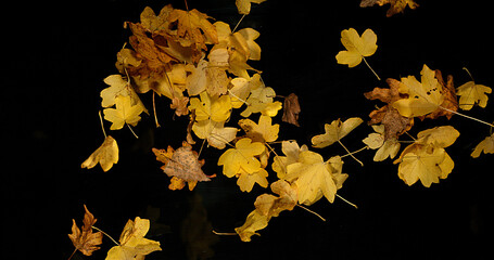 Autumn Leaves falling against Black Background