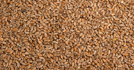 Wheat, triticum sp
