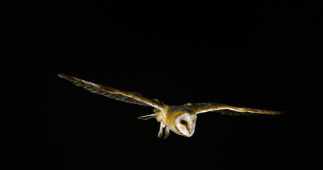 Obraz premium Barn Owl, tyto alba, Adult in flight, Normandy