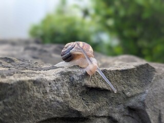 Gros plan d'un escargot qui se balade sur un rocher, avec des arbres à l'arrière © Benjamin