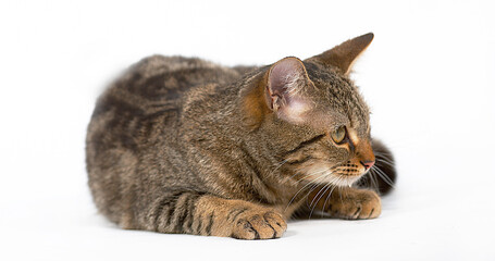 Fototapeta premium Brown Tabby Domestic Cat, Adult Laying against White Background