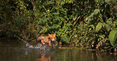 Red Fox, vulpes vulpes, Adult crossing River, Normandy in France